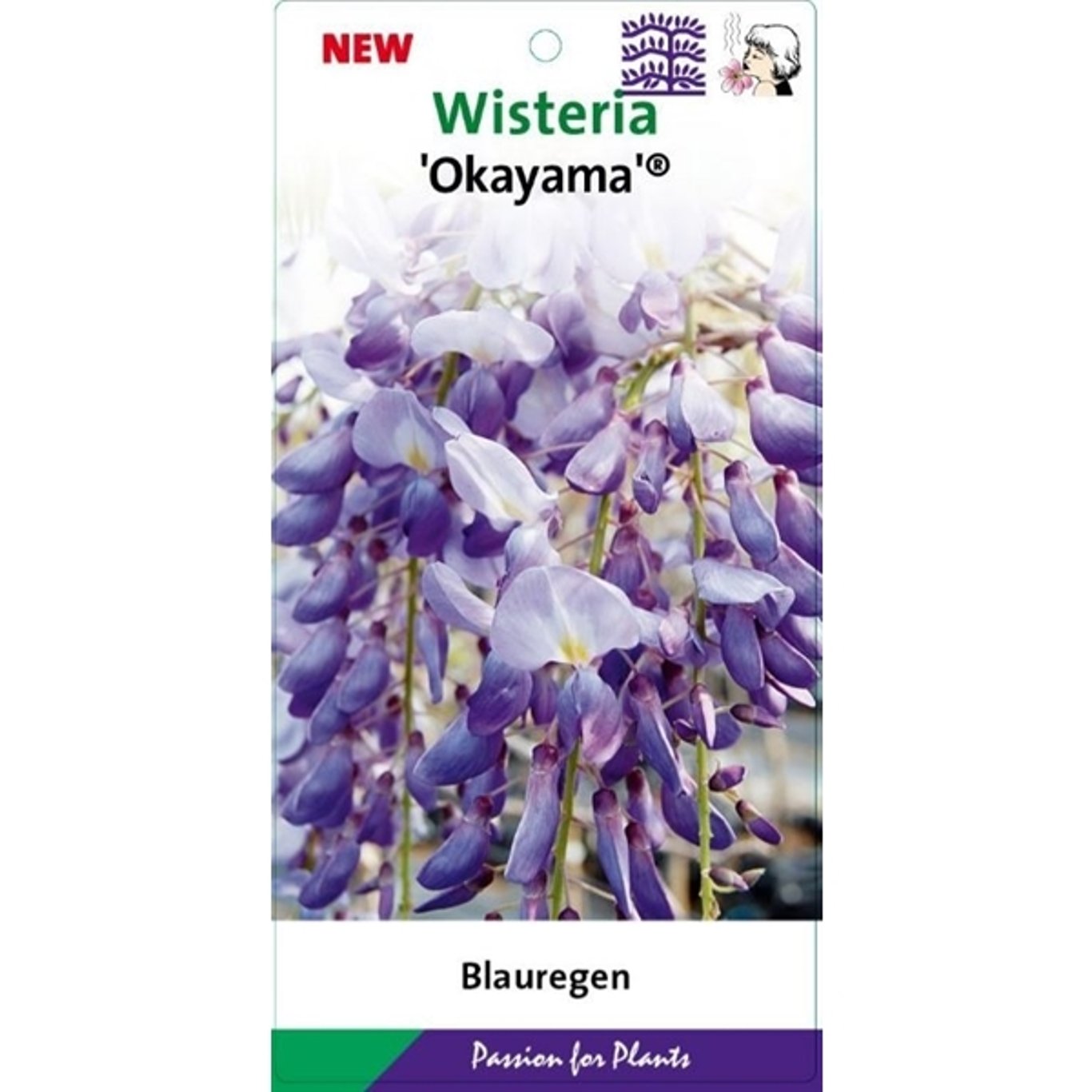 Wisteria brach. 'Okayama'  - C7.5 150-175 CM