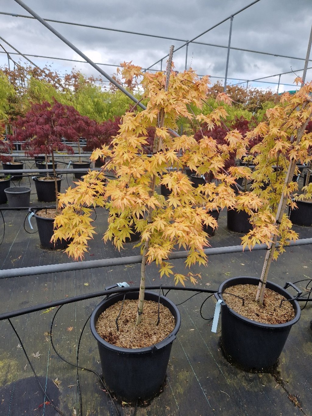 Acer pal. 'Cascade Gold' - 90 CM Stem C30