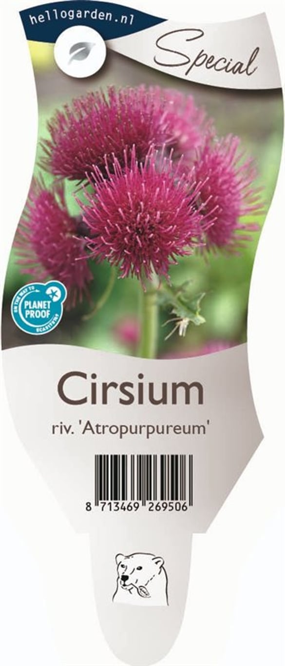 Cirsium rivulare 'Atropurpureum' - P11