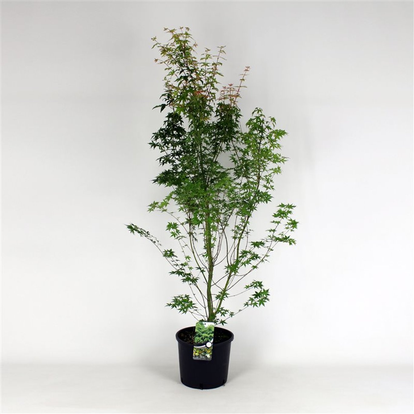 Acer palmatum - C2 100-125 CM