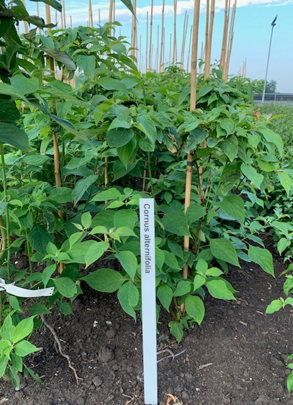Cornus alternifolia - 80-100 CM RB