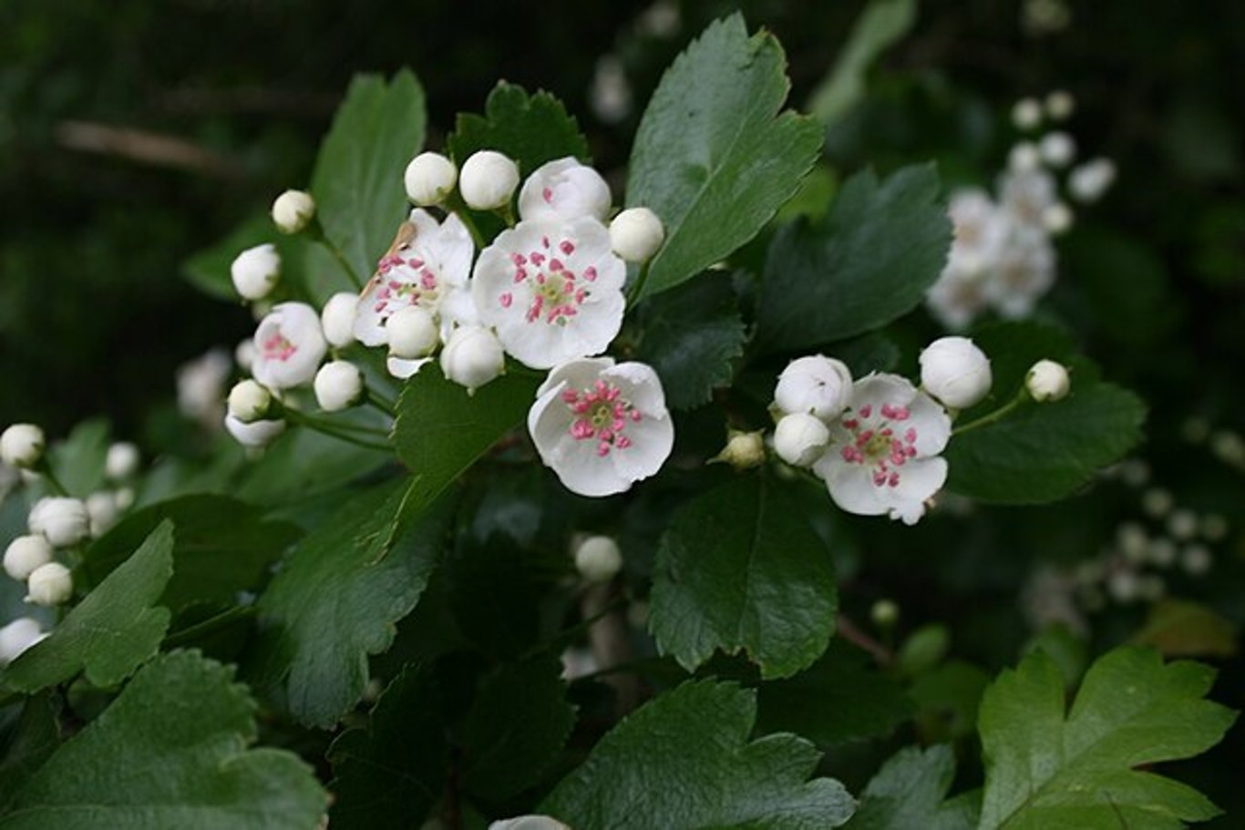Crataegus laevigata - 40-60 CM bare root 1/1