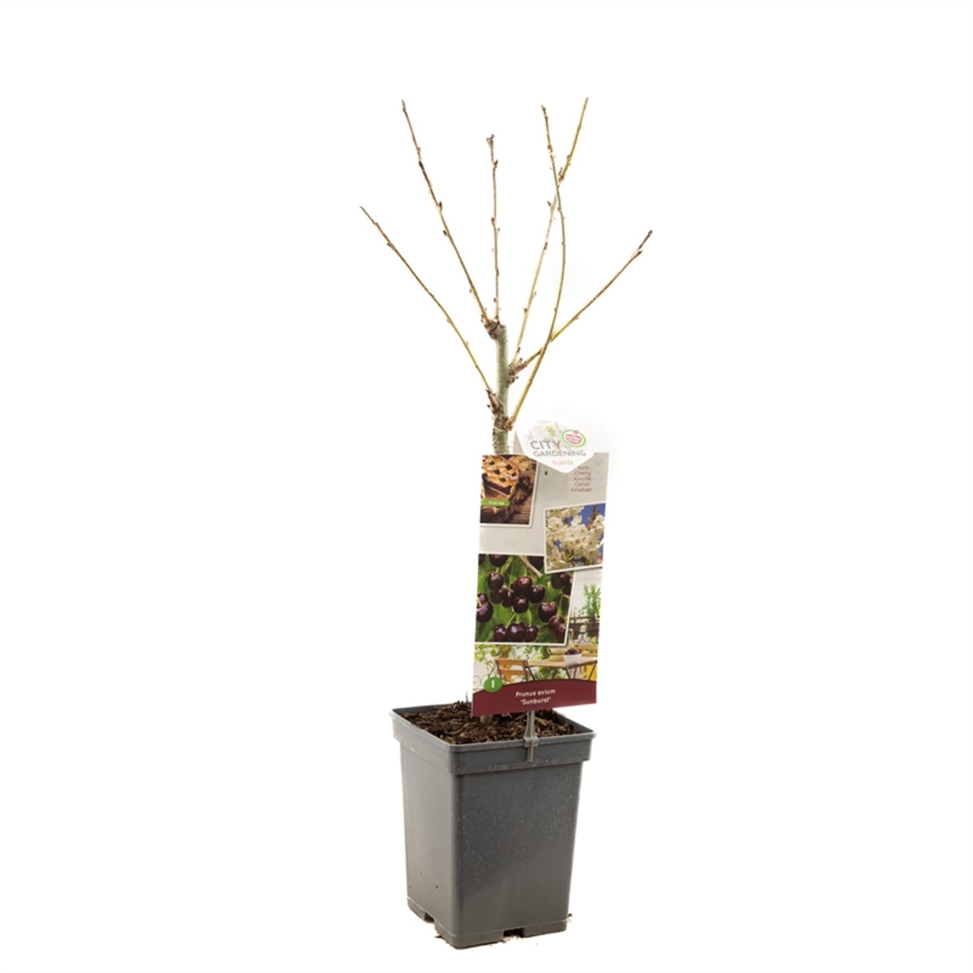Prunus a. 'Sunburst' - C5 60-80 CM Patio