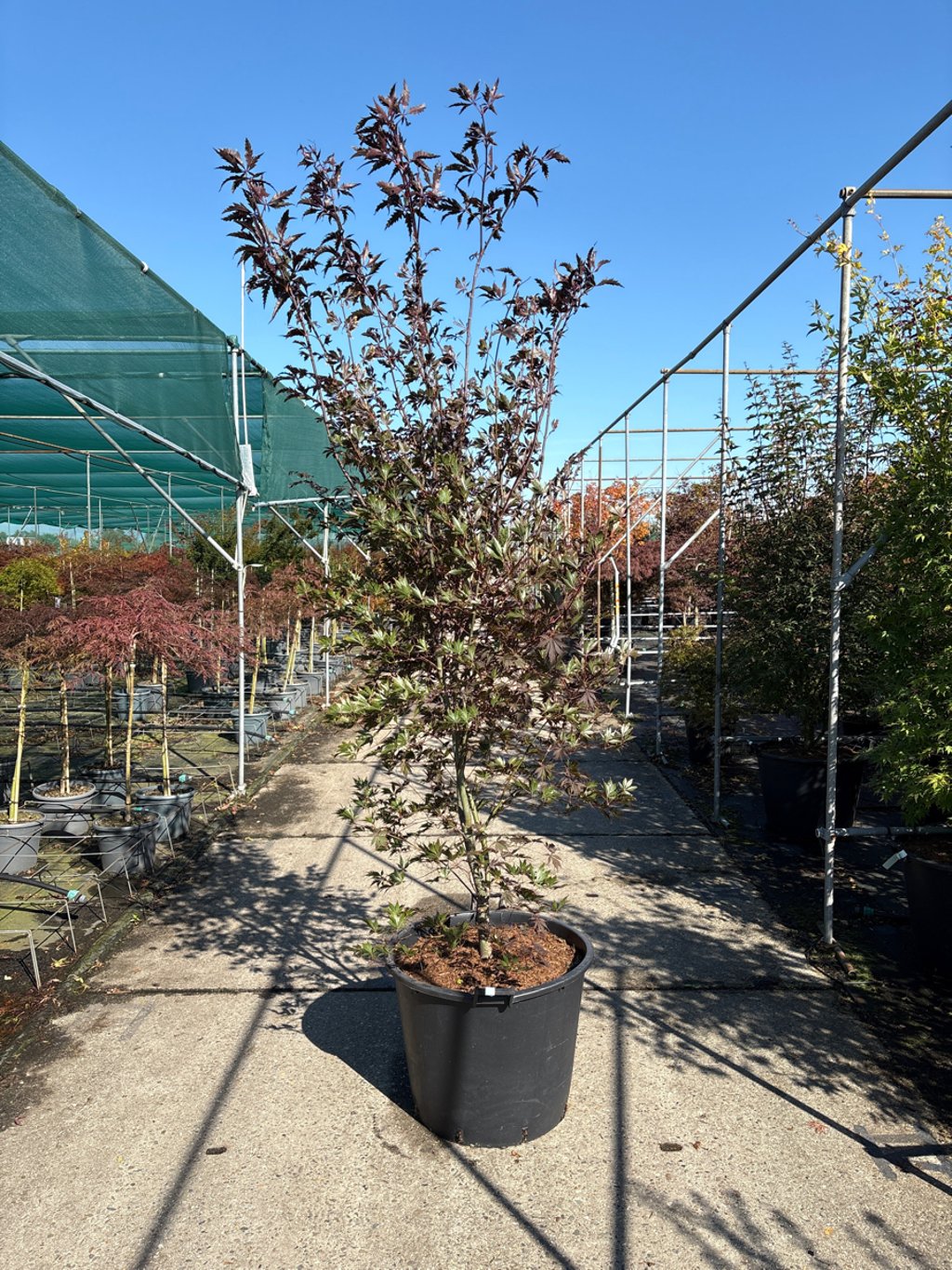 Acer pal. 'Burgundy Lace' - 250-275 CM in Cont.