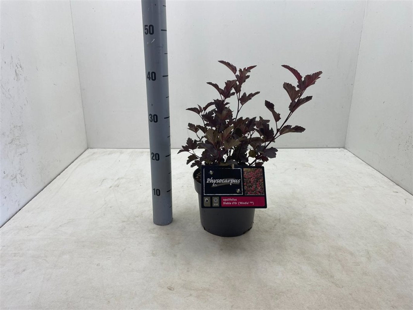 Physocarpus opulif. 'Diable d'Or' - C3