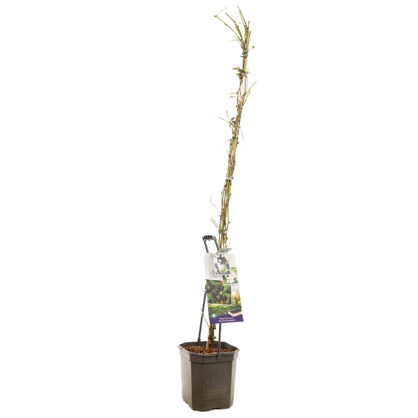 Rubus frut. 'Thornless Evergreen' - C7,5 125-150 CM
