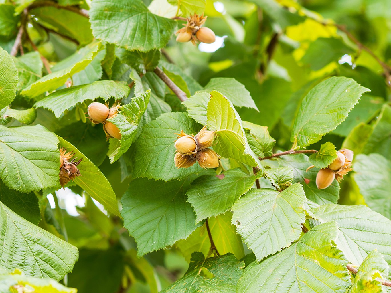Corylus avellana - 100-120 CM bare root 1/2 3-4 branche