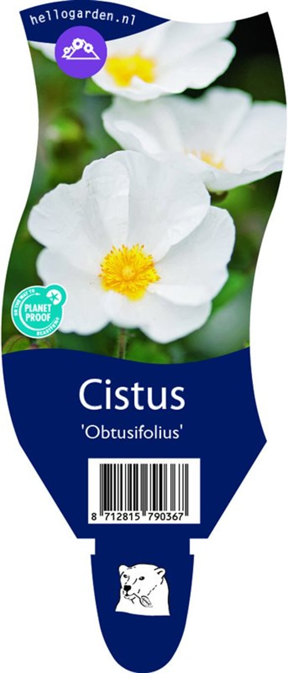 Cistus obtusifolius - P11