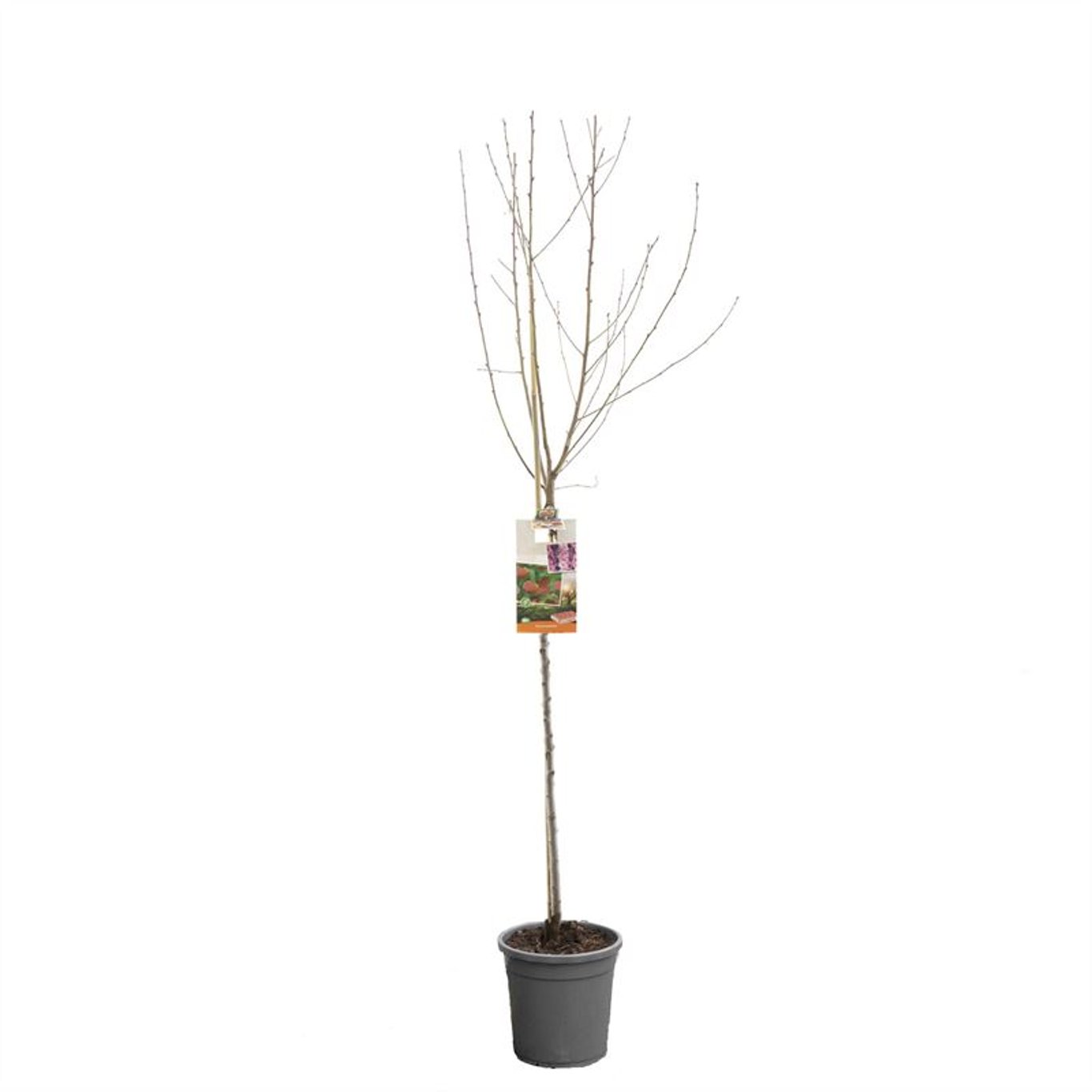 Prunus persica - C12 250-275 CM Hoogstam