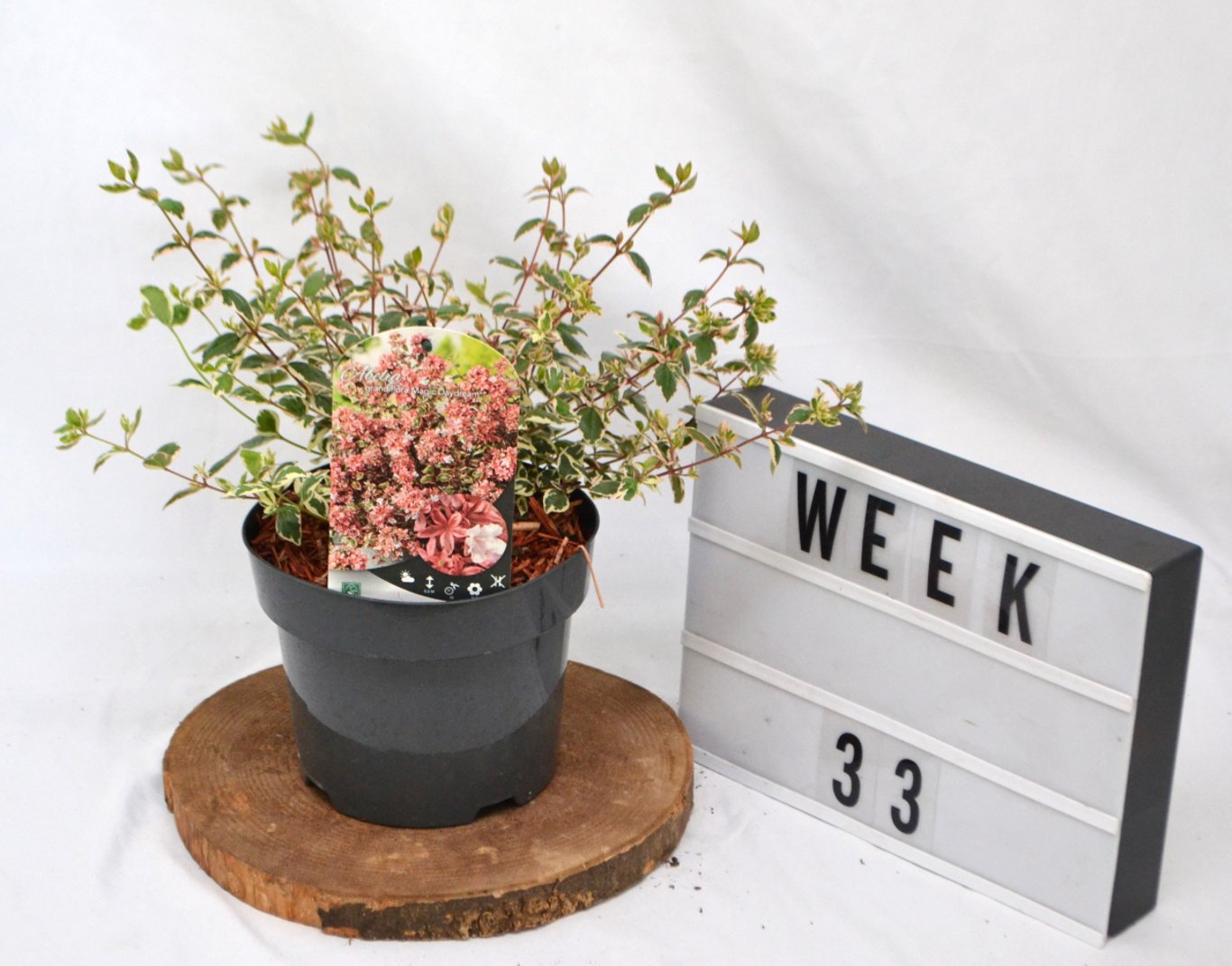 Abelia grandifl. 'Magic Daydream'® - C3 20-40 CM