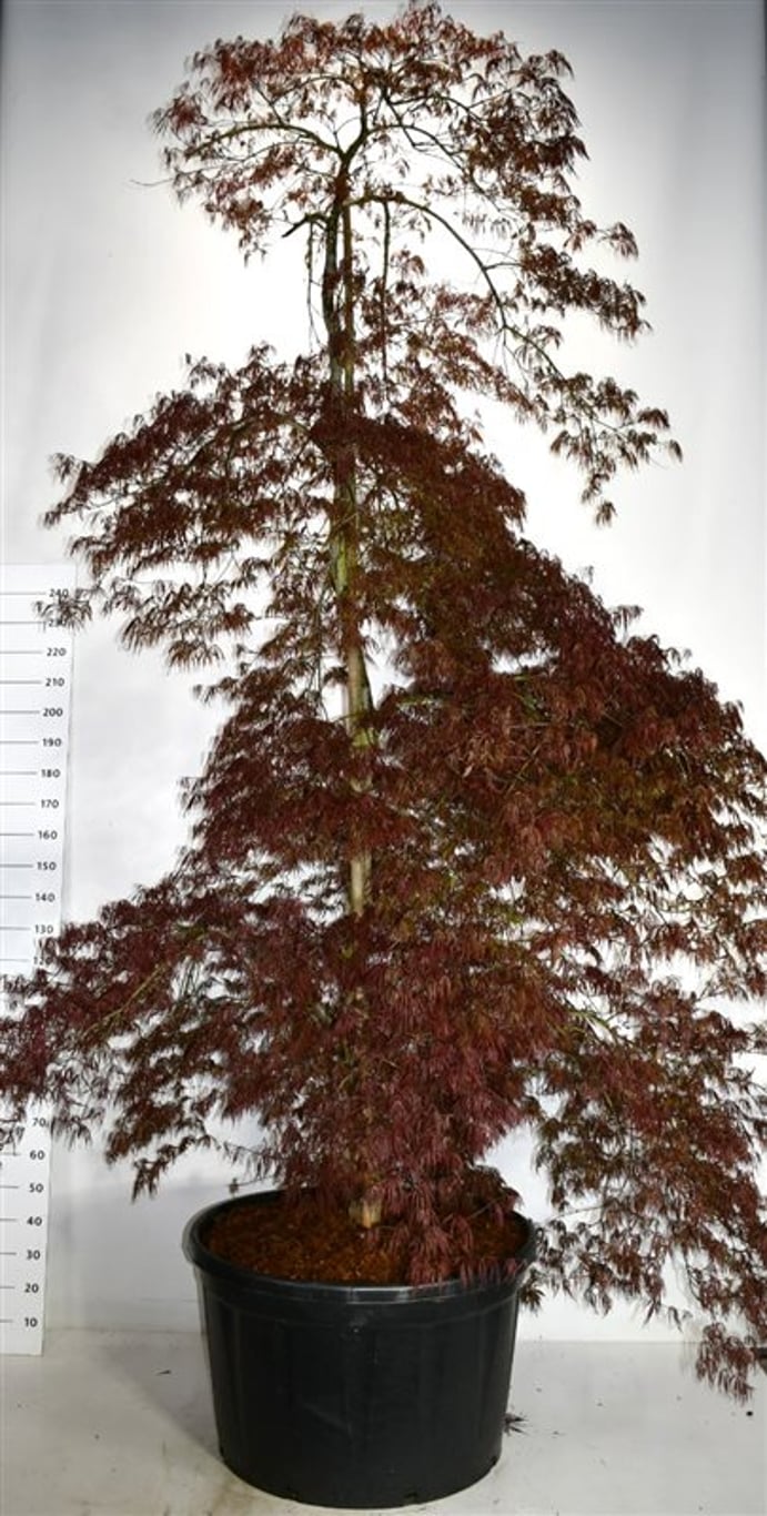 Acer pal. 'Inaba-shidare' - C250 300-350 CM