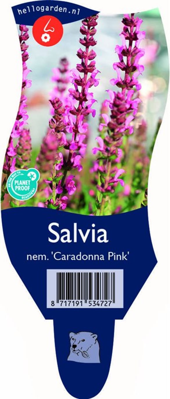 Salvia nem. 'Carad. Pink Inspiration' - P11