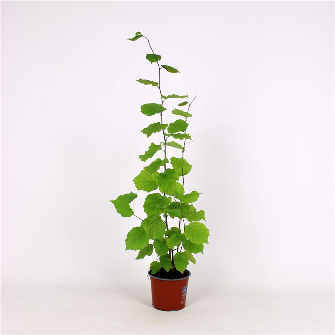 Corylus avellana - C5 60-80 CM