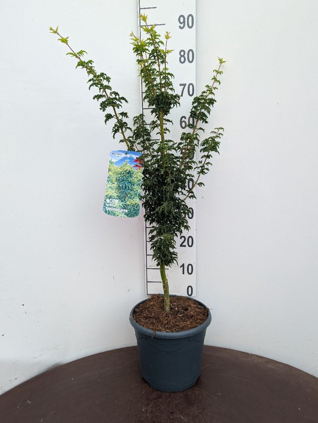 Acer pal. 'Shishigashira' - C7.5 60-80 CM