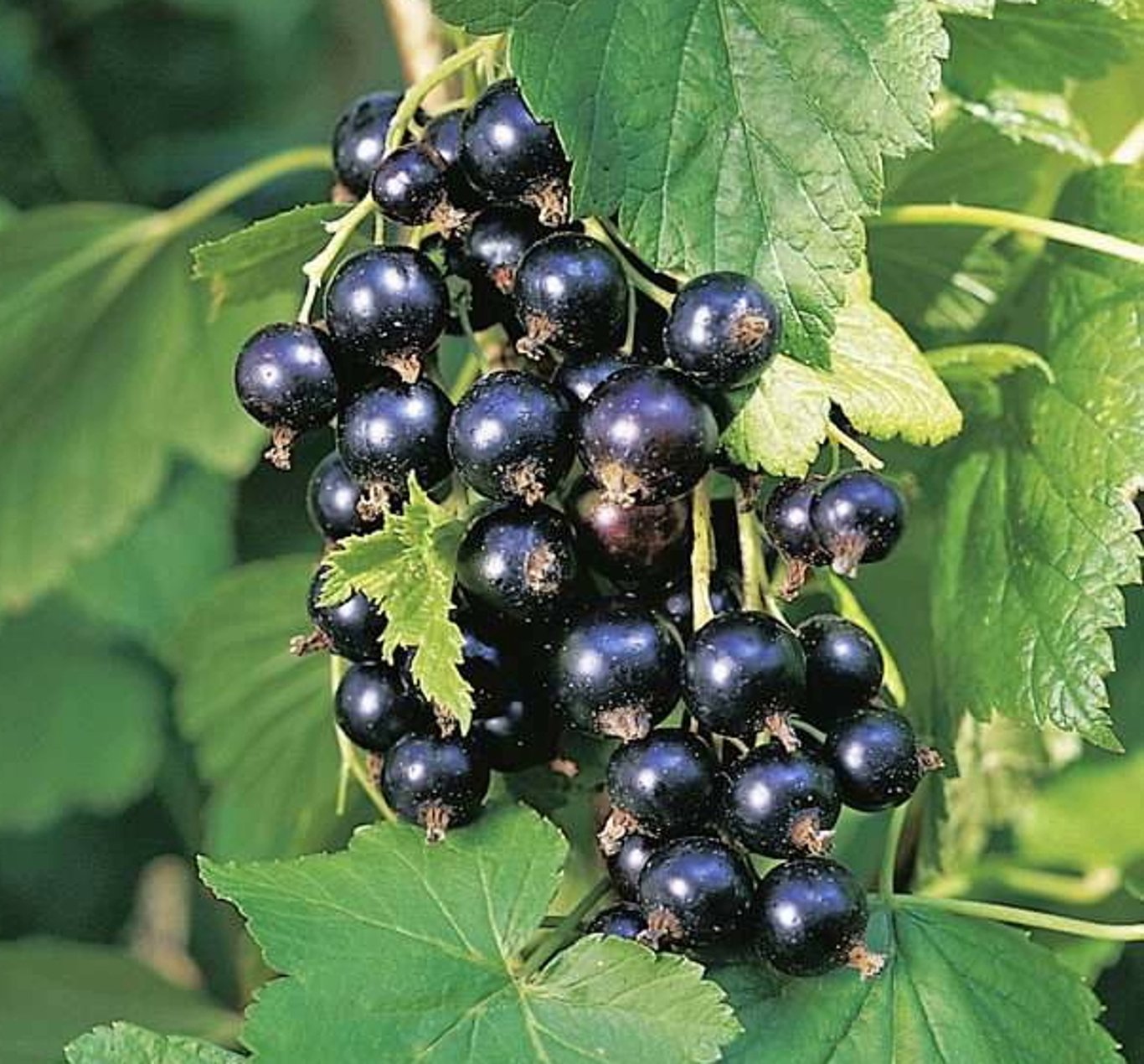 Ribes nigr. 'Tsema' - 80-100 CM RB