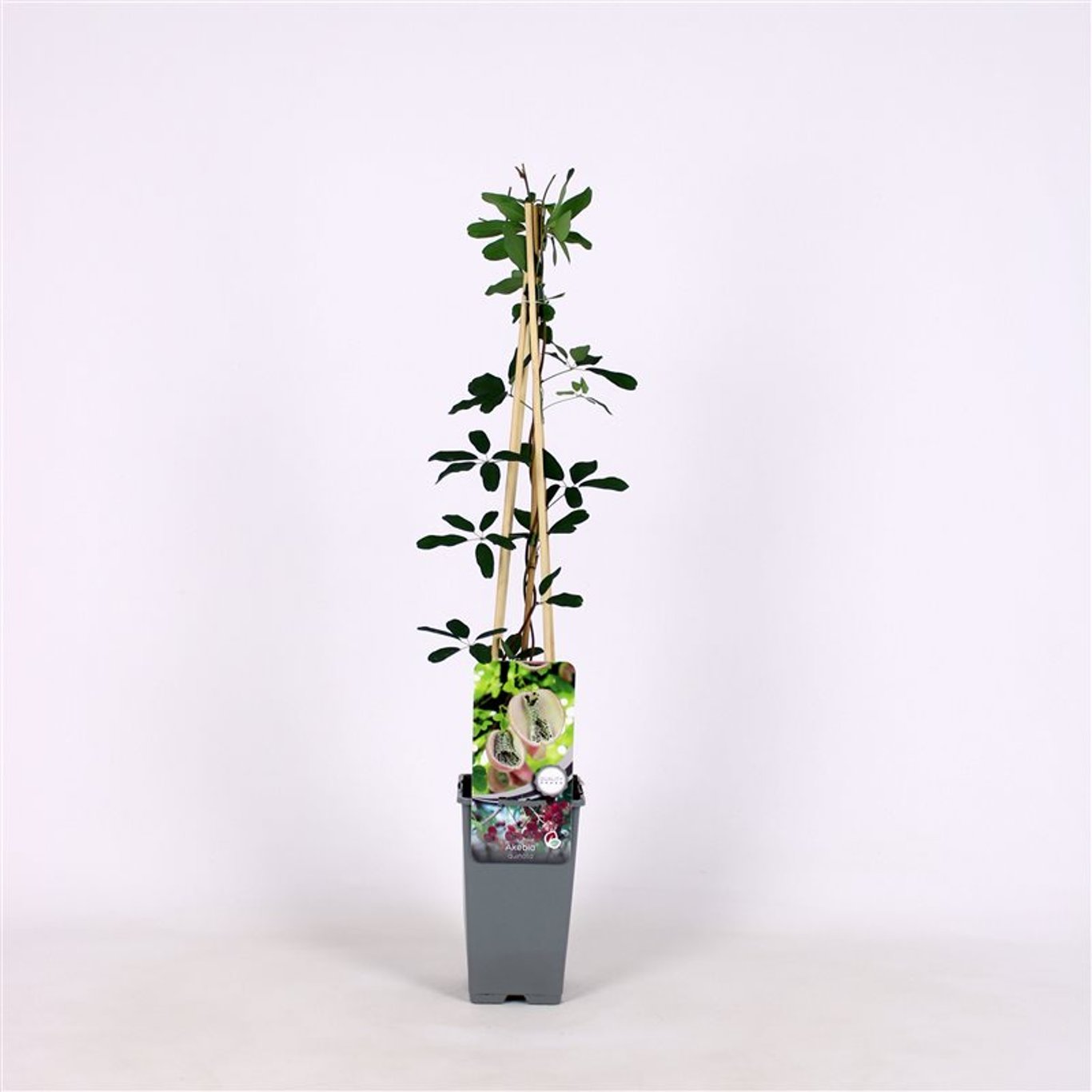 Akebia quinata - C2 70/+ CM