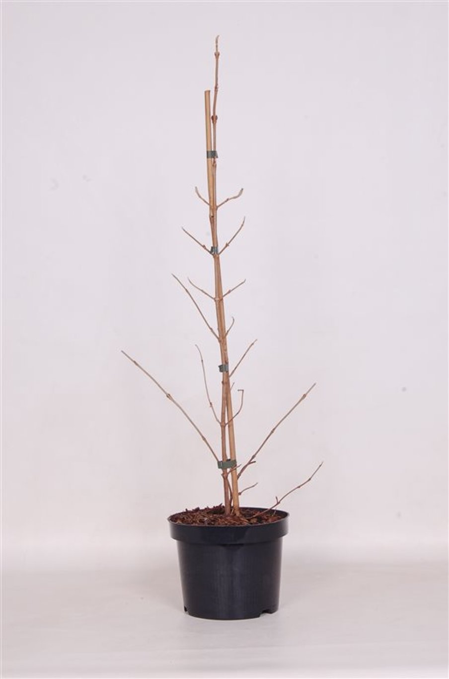 Viburnum plic. 'Kilimandjaro' - C3 50-60 CM