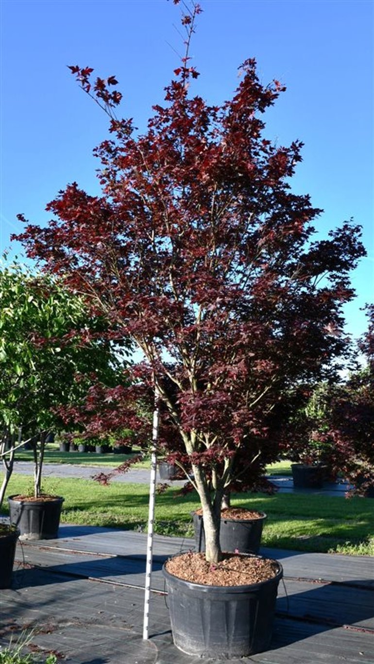 Acer pal. 'Bloodgood' - C250 300-350 CM