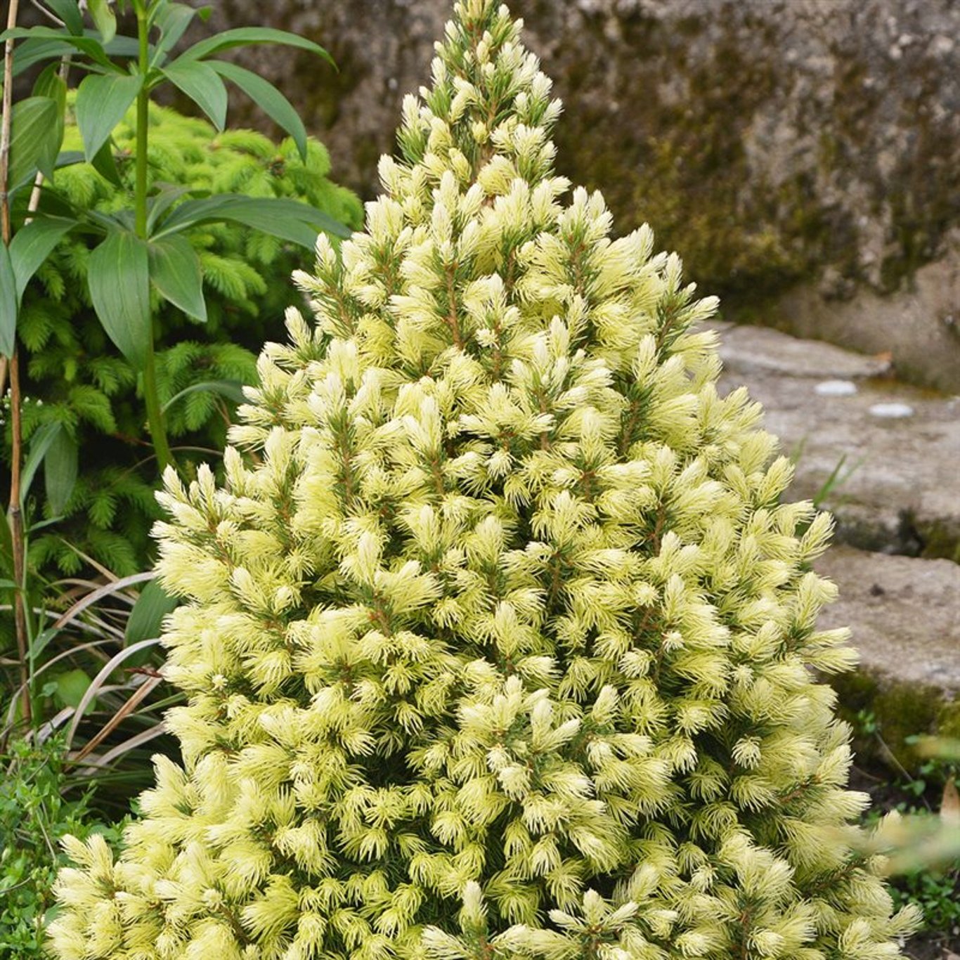 Picea gl. 'Daisy's White' - C3 30-40 CM