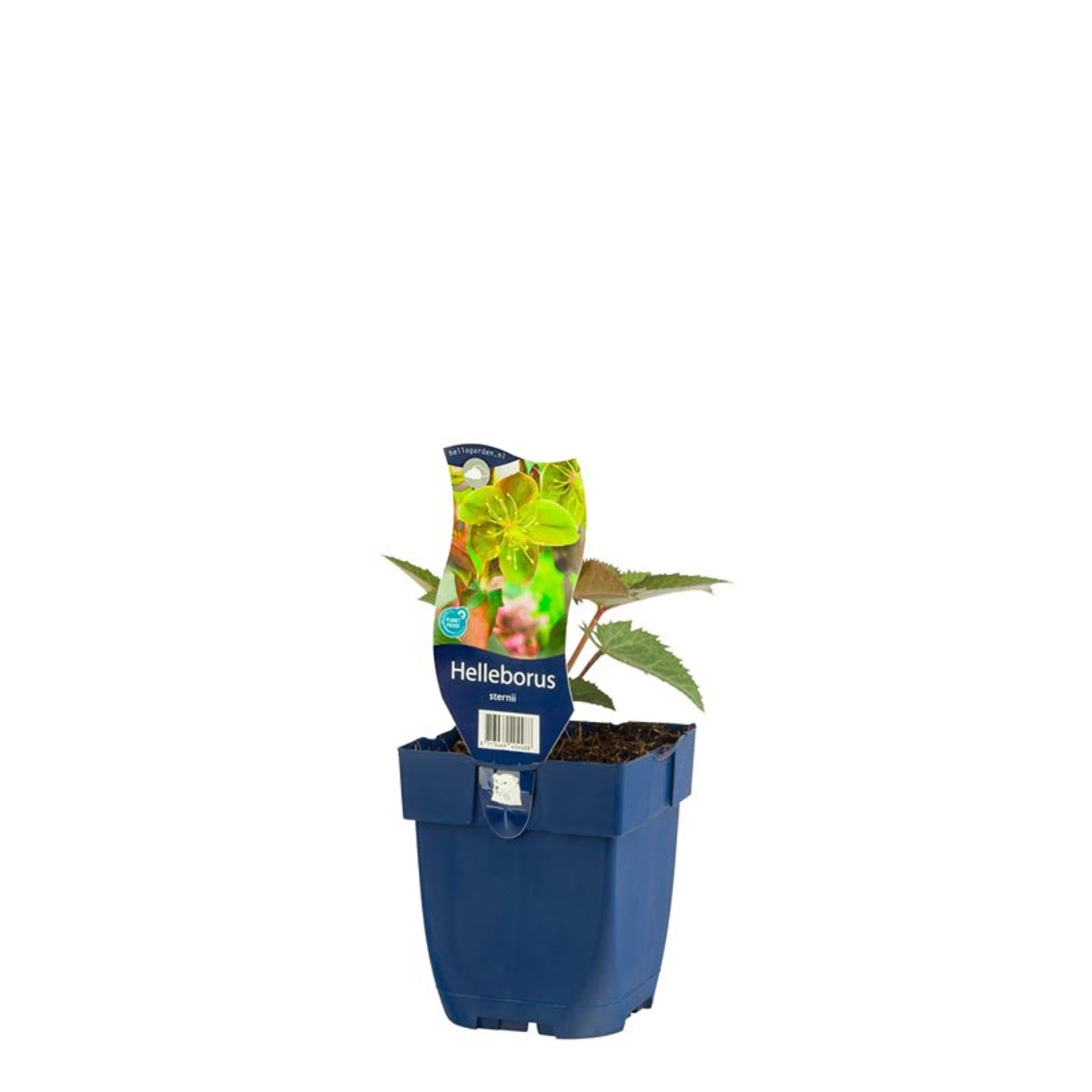 Helleborus sternii - P11