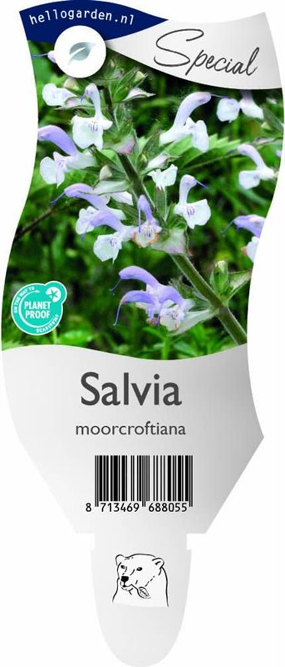 Salvia moorcroftiana - P11