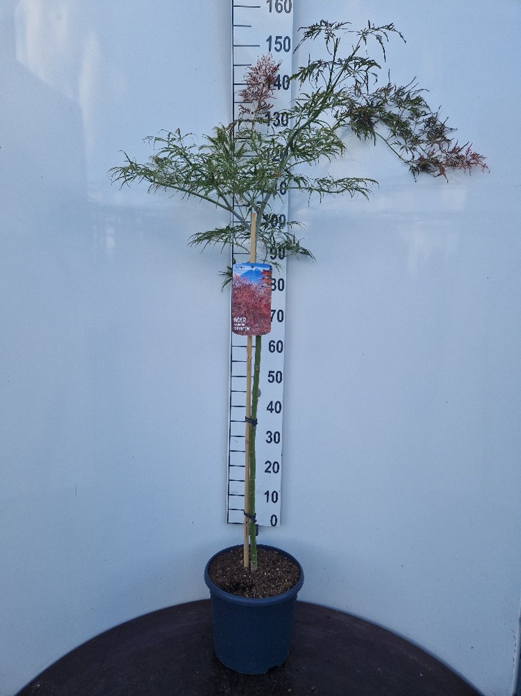 Acer pal. 'Ornatum' - 80 CM Stem C10