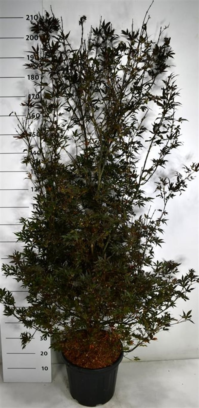 Acer pal. 'Skeeter's Broom' - C25 100-125 CM