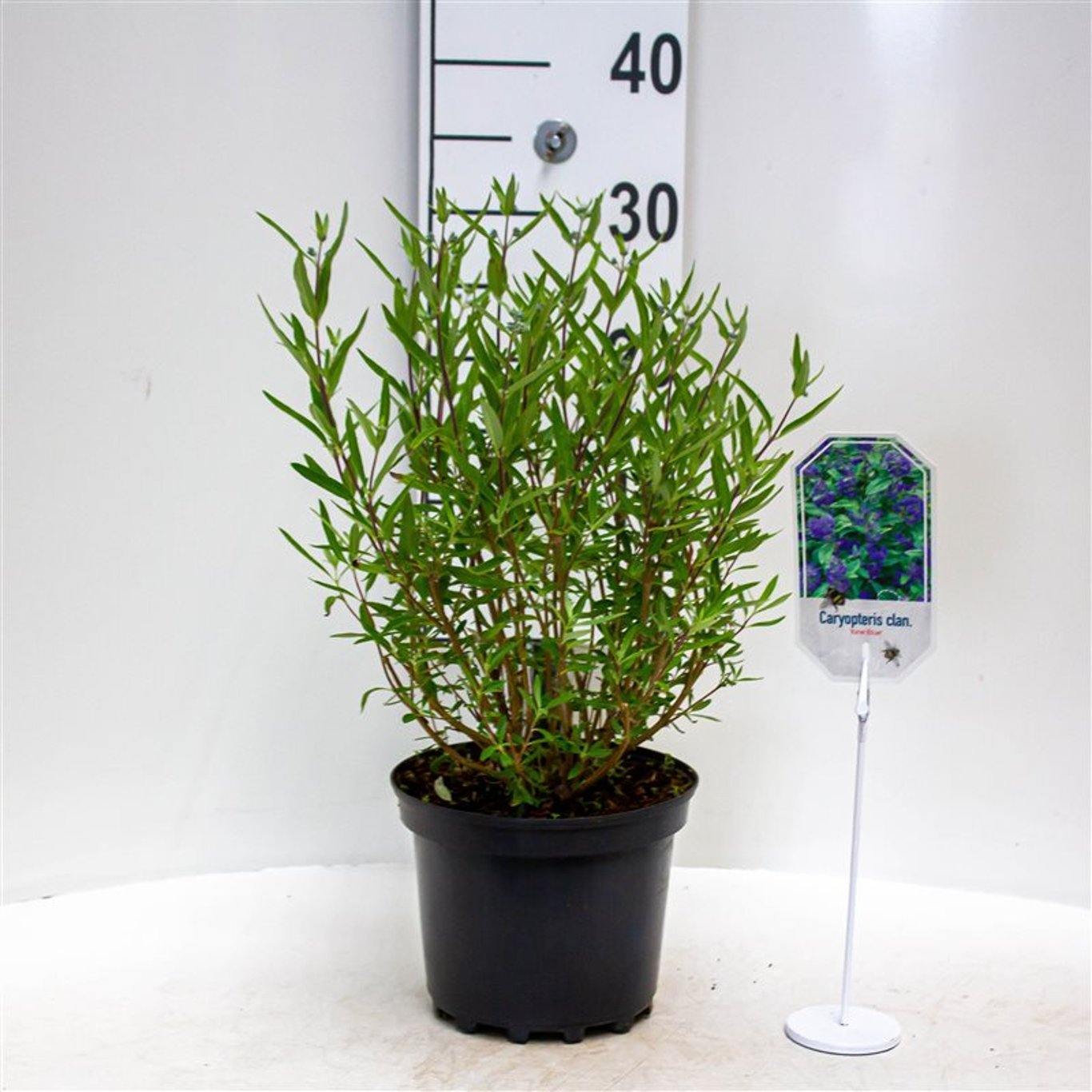 Caryopteris cland. 'Kew Blue' - C3 30-40 CM