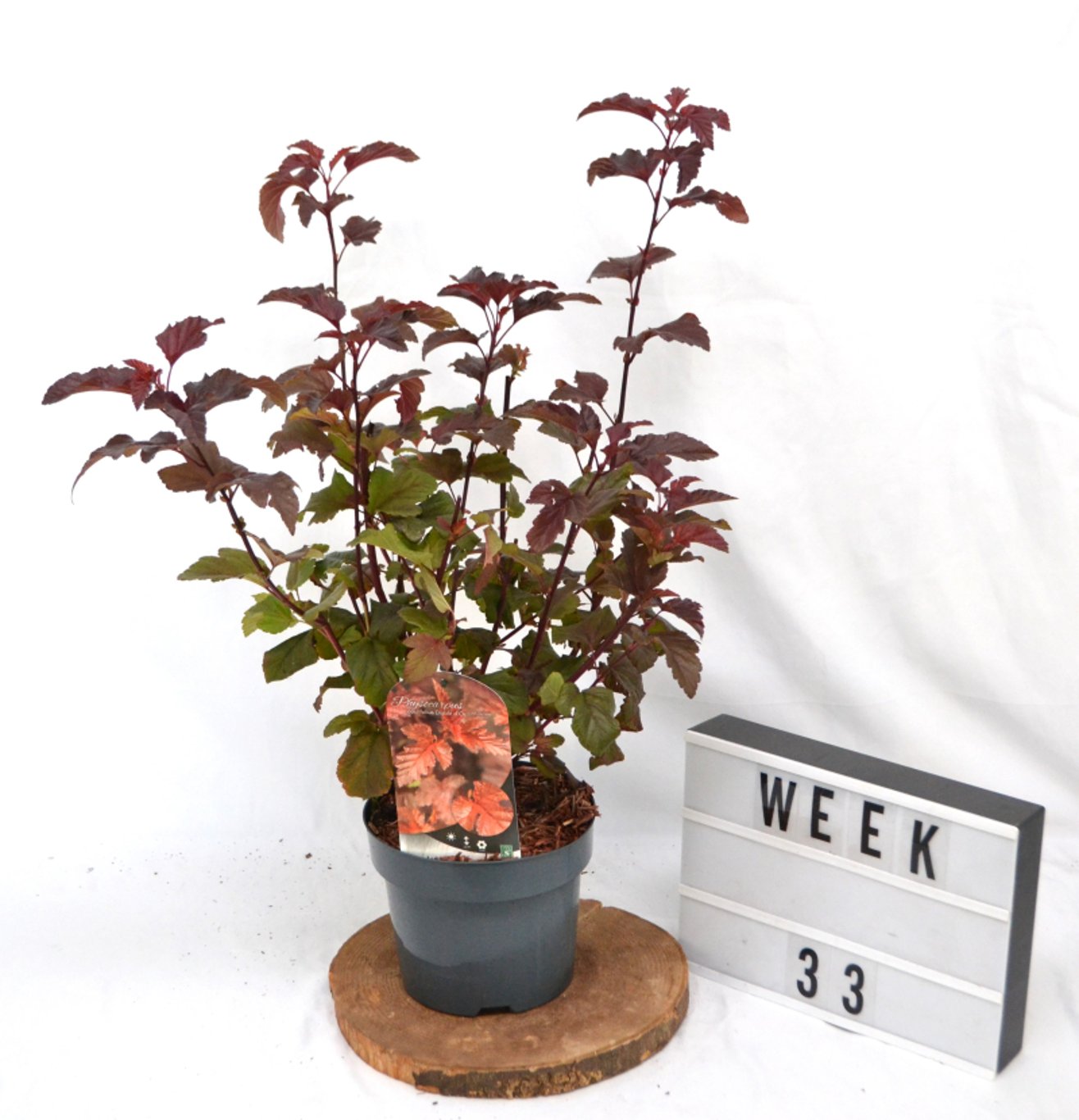 Physocarpus opulif. 'Diabolo d'Or' ® - C3 20-40 CM