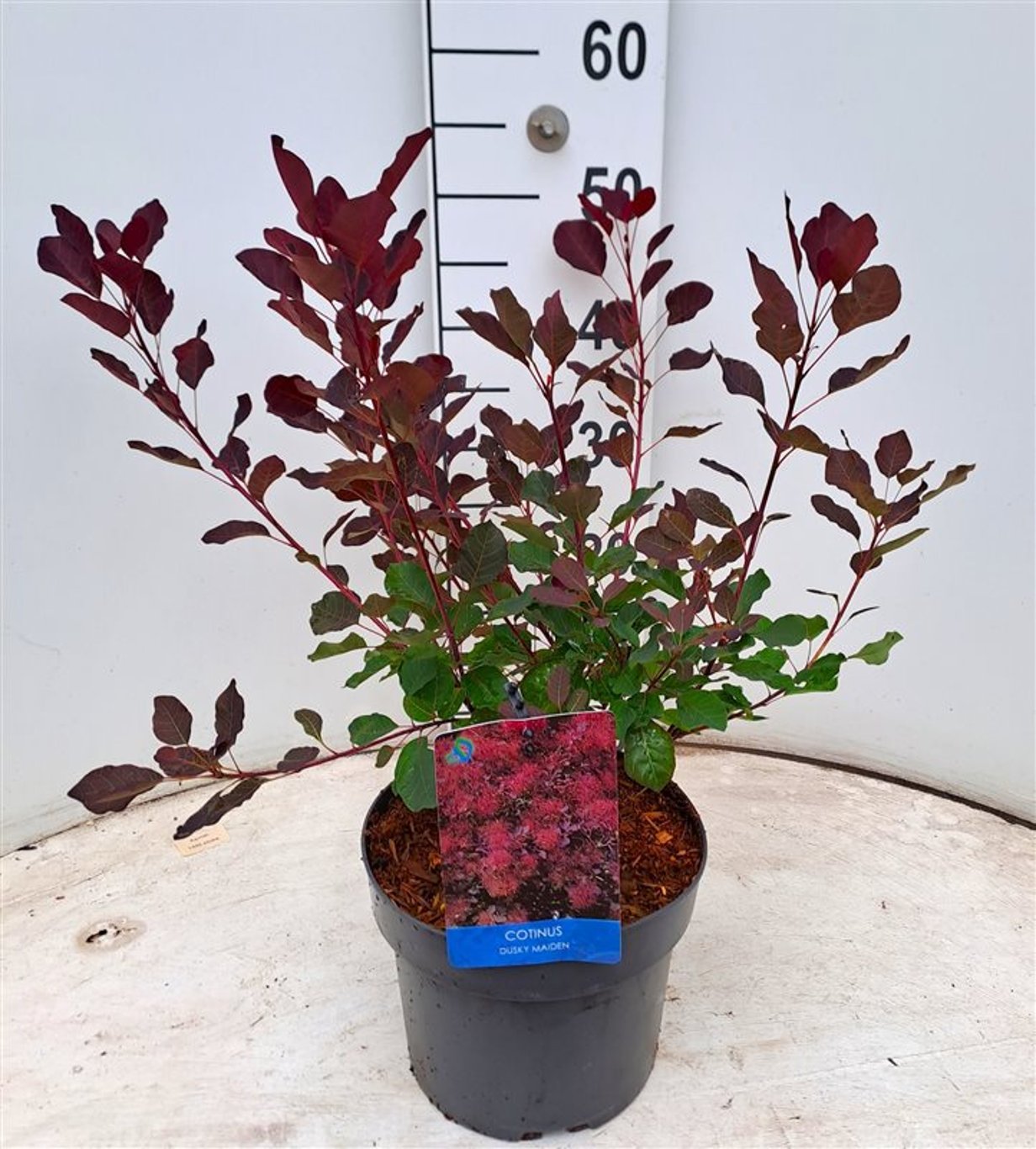 Cotinus cog. 'Dusky Maiden' - C4 40-60 CM
