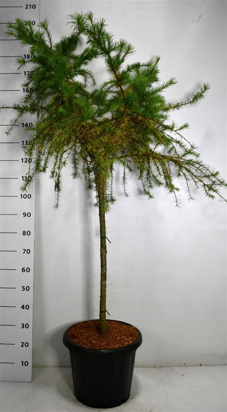 Larix decidua 'Little Bogle' - 90 CM Stem C25
