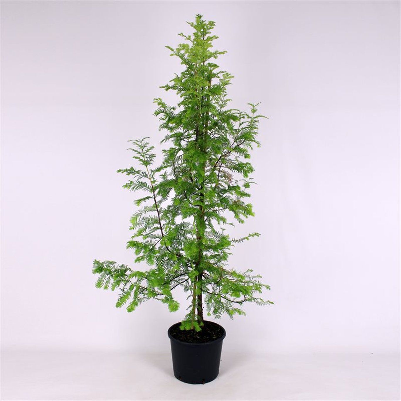 Metasequoia glyptostroboides - C12 150-175 CM