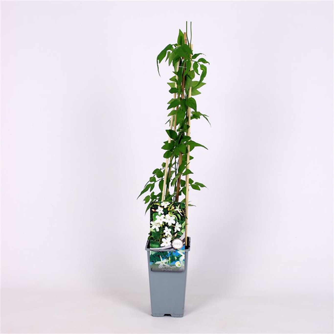 Jasminum officinale - C2 70/+ CM