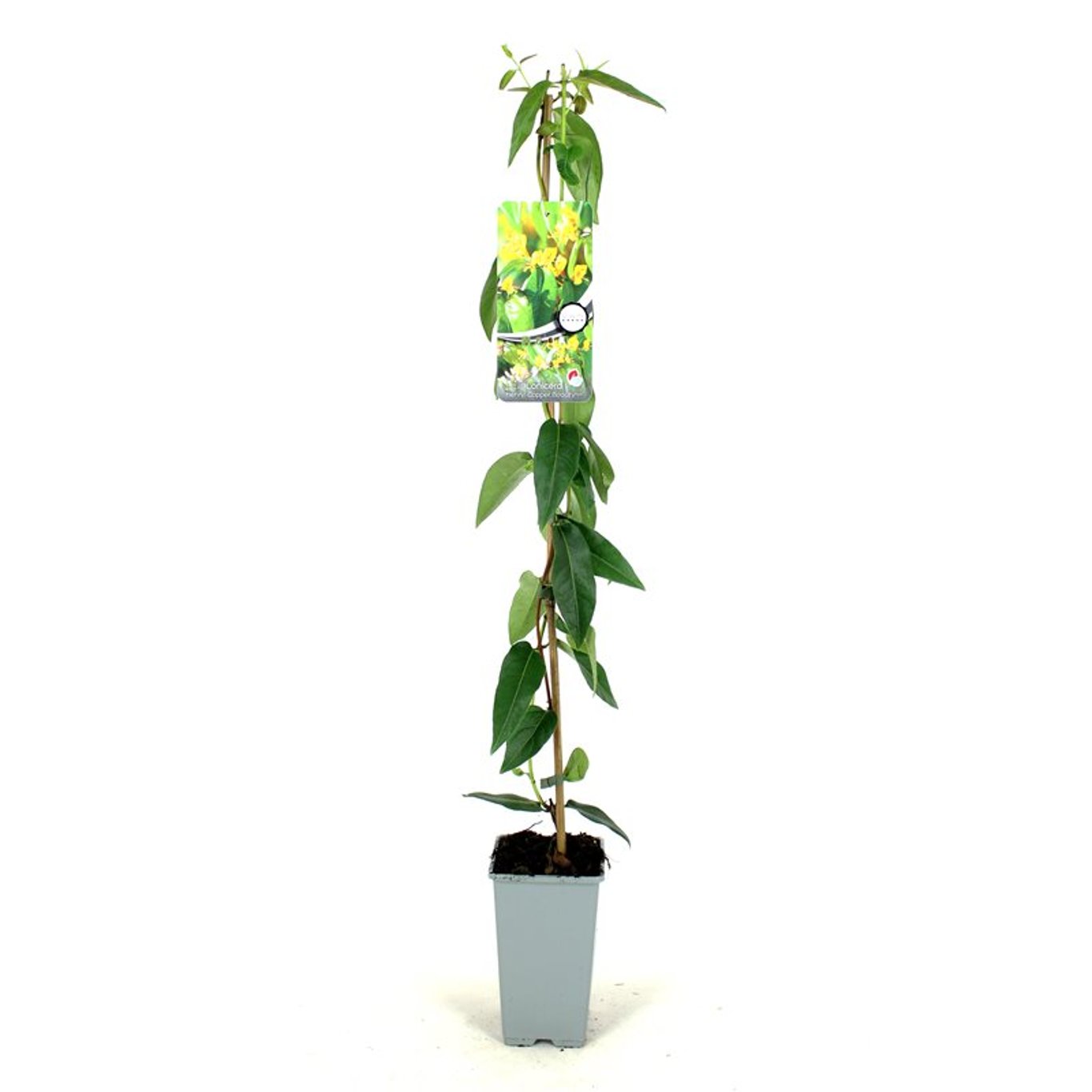 Lonicera henryi 'Copper Beauty' - C2 80-100 CM Stick