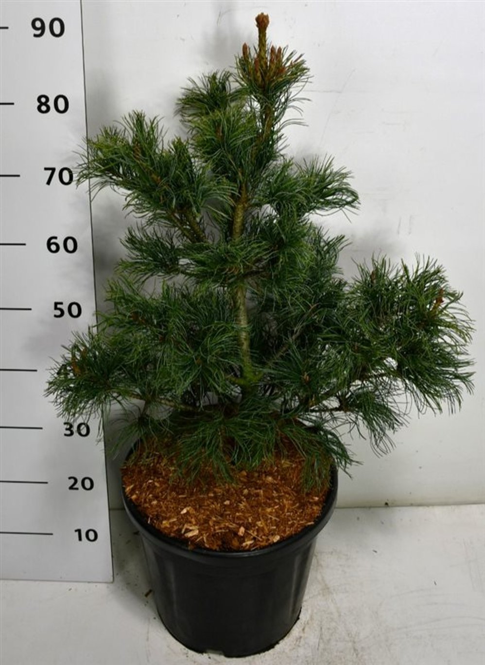Pinus parv. 'Bonsai' - C20 50-60 CM