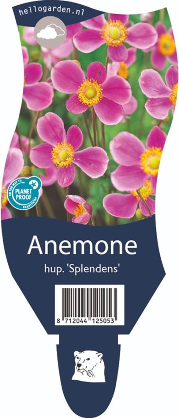 Anemone h. 'Splendens' - P11