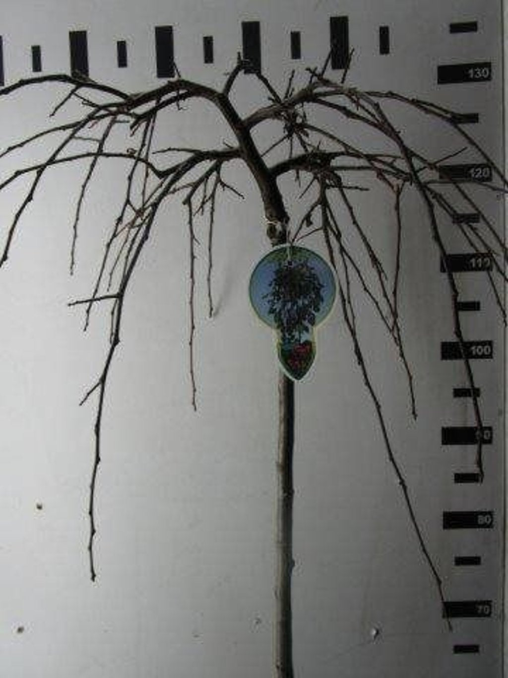 Malus 'Fontana' - 80 CM Stem C5