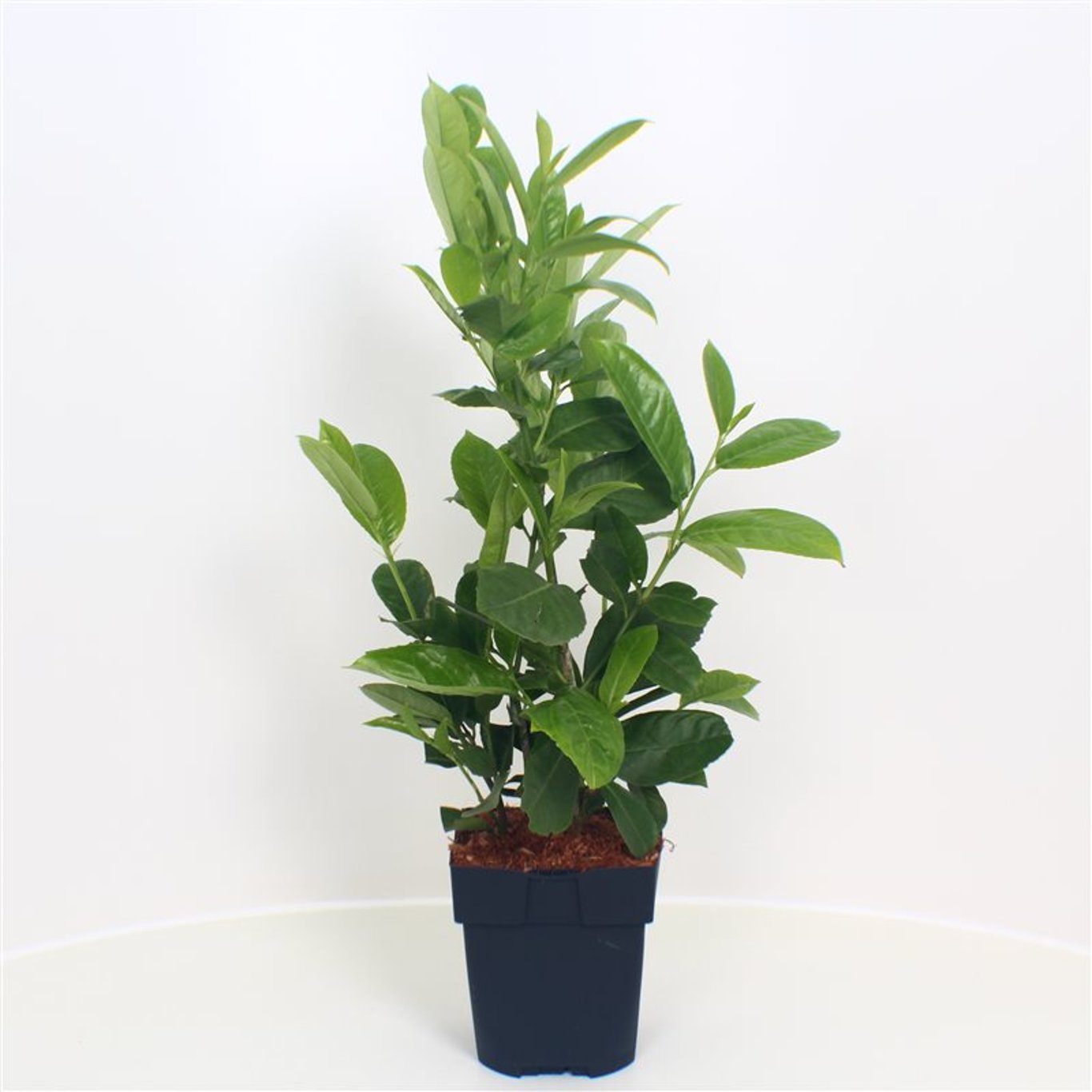 Prunus l. 'Rotundifolia' - C2 55-60 CM