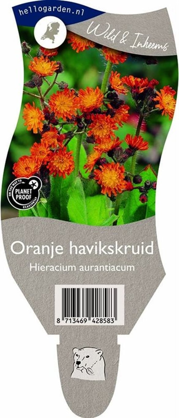 Hieracium aurantiacum - P11