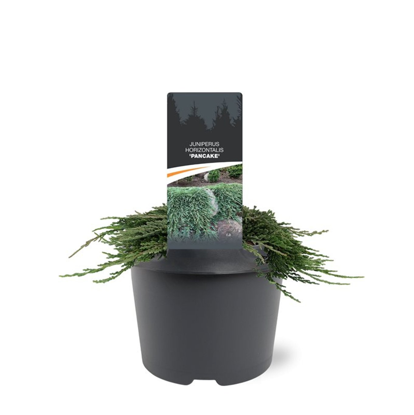 Juniperus h. 'Pancake' - C3 20-25 CM