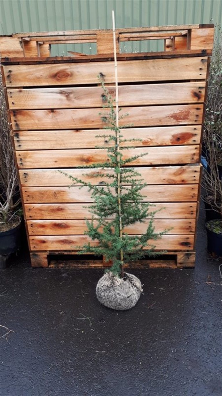 Cedrus libani - 100-125 CM RB