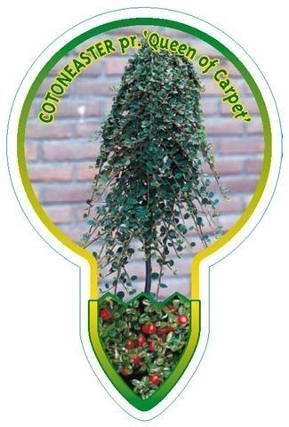 Cotoneaster pr. 'Queen of Carpets' - 60 CM Stem C4