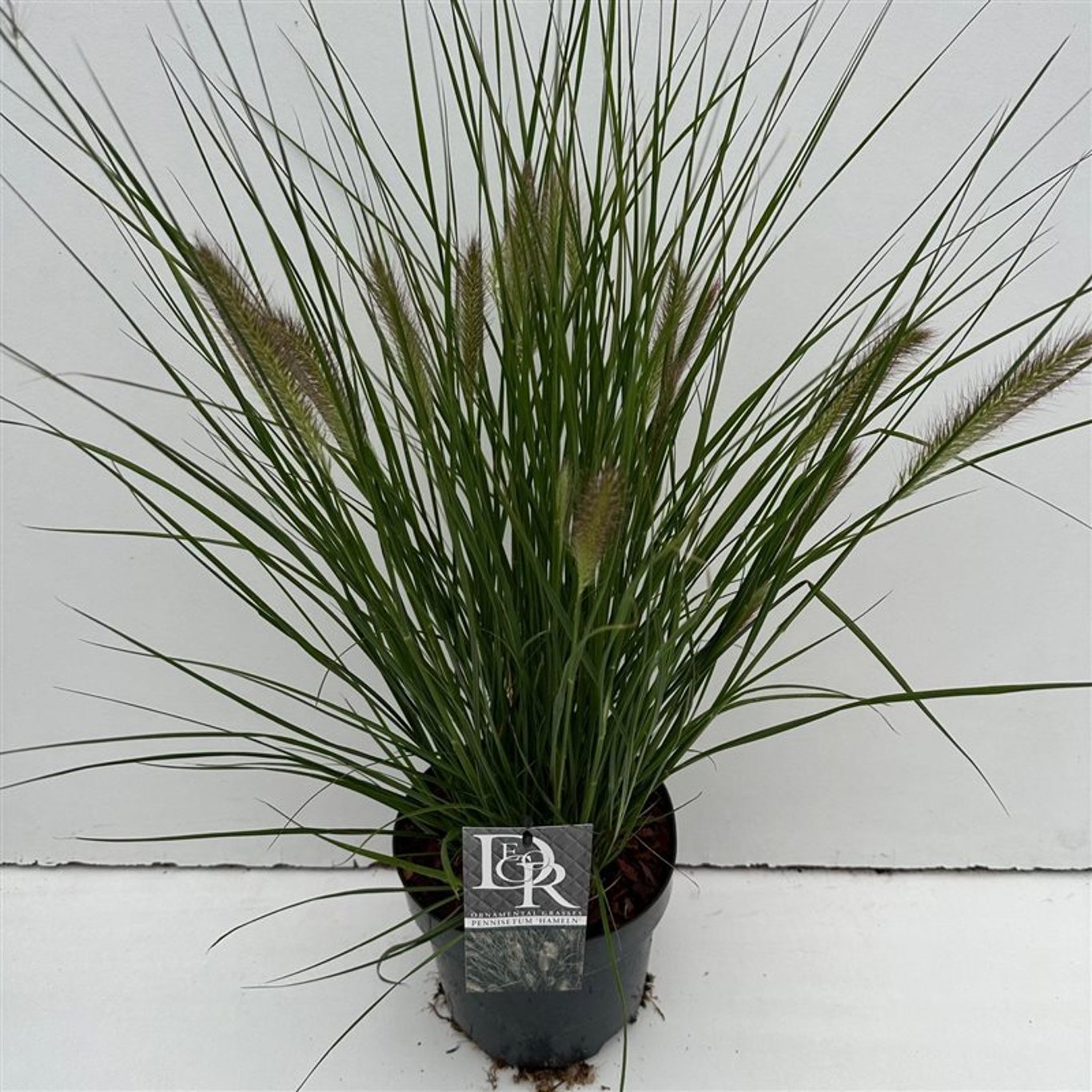 Pennisetum al. 'Hameln' - C3