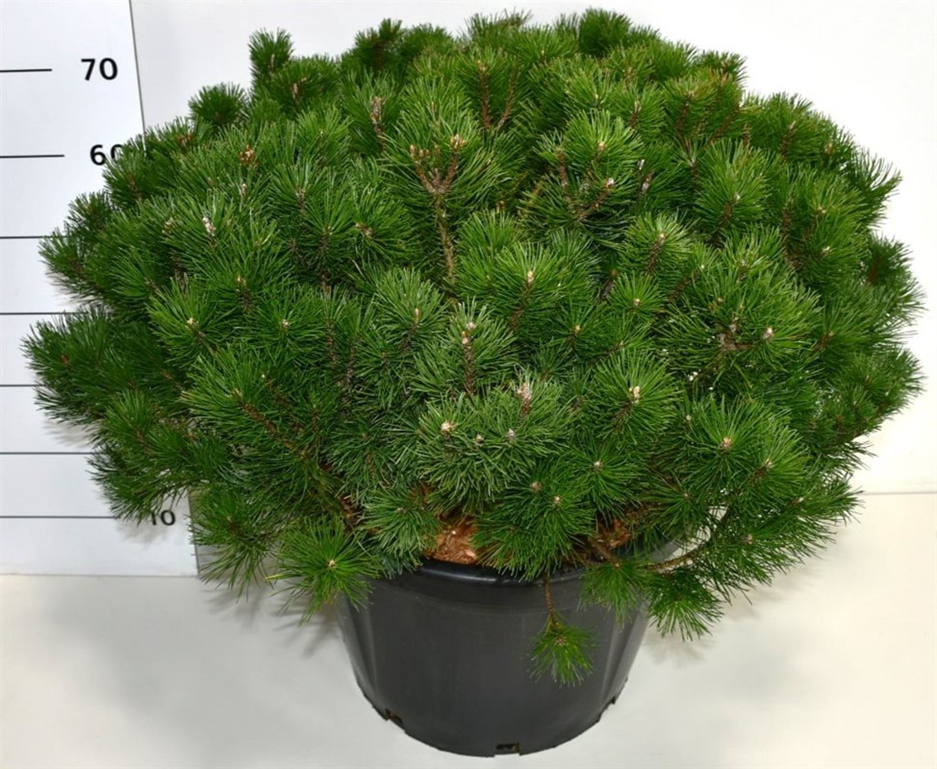 Pinus mugo mugo - C45 60-70 CM