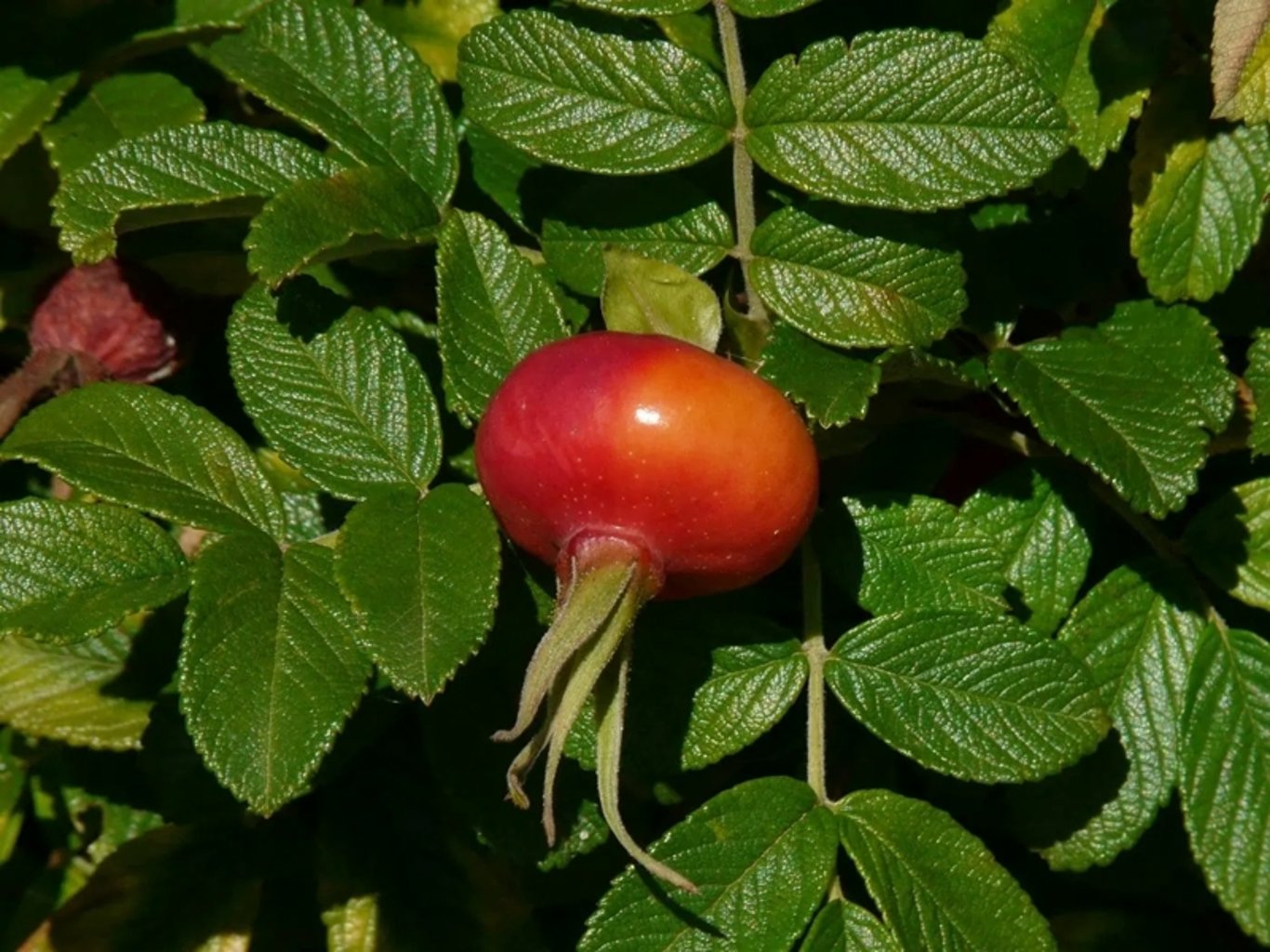Rosa rugosa - 40-60 CM bare root 1/1   3-5 branche