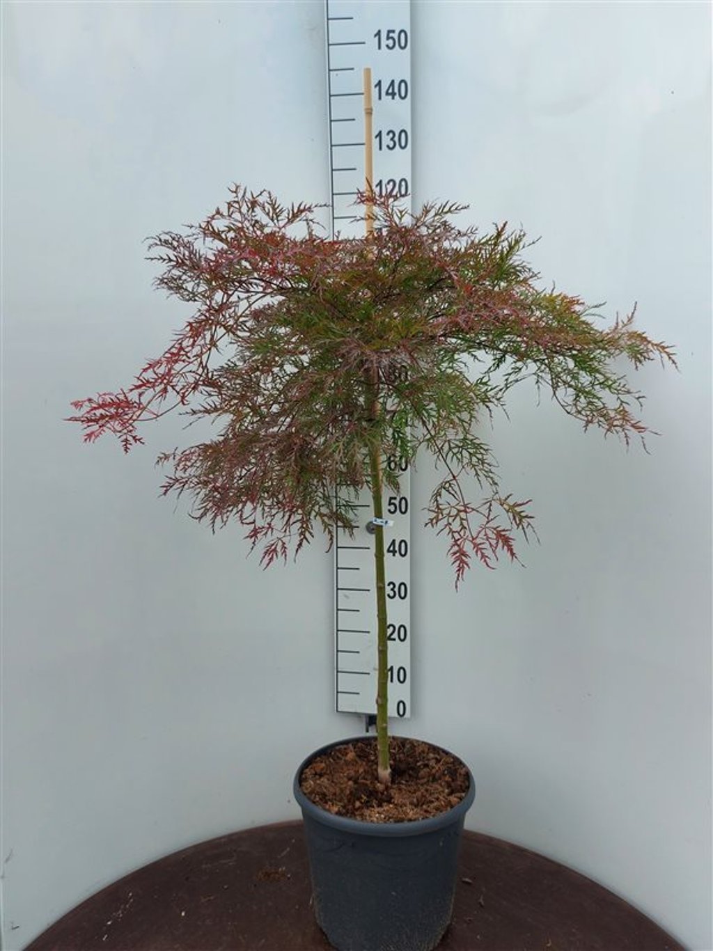 Acer pal. 'Baldsmith' - 90 CM Stem C20