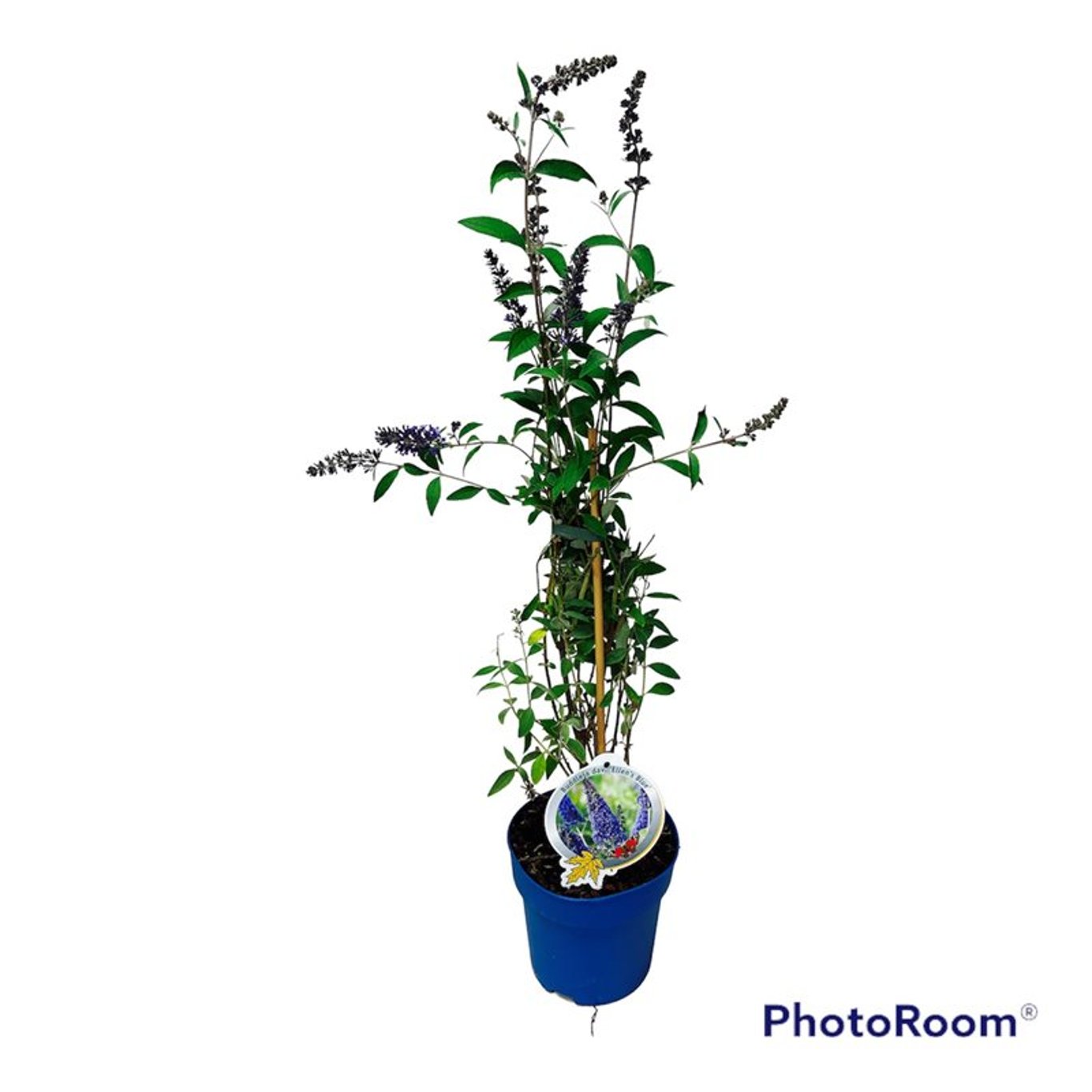 Buddleja d. 'Ellen's Blue' - C3