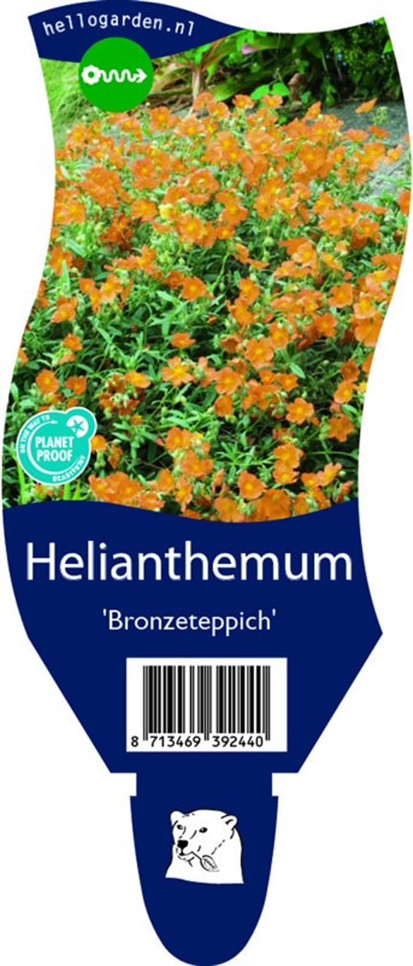 Helianthemum 'Bronzeteppich' - P11
