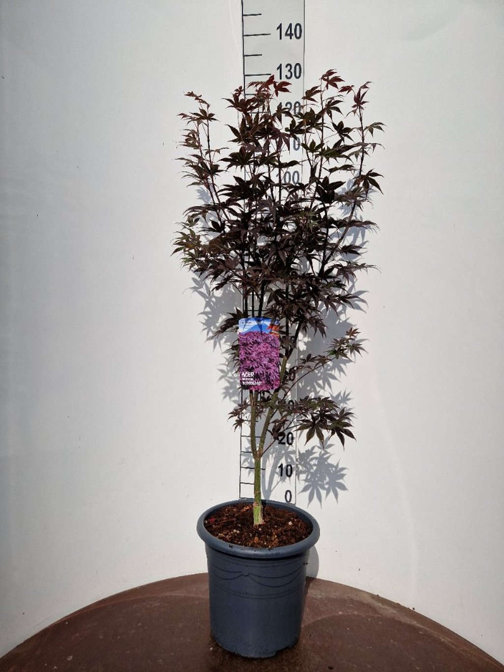 Acer pal. 'Bloodgood' - C15 100-125 CM