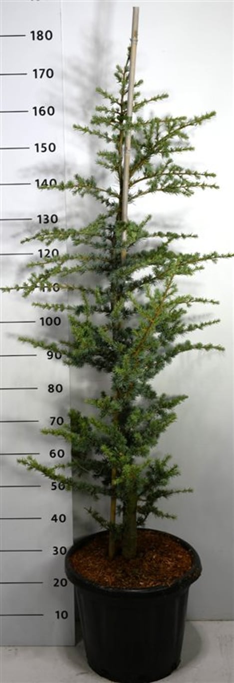 Cedrus atl. 'Horstmann' - C25 180/+ CM